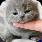 Скачать Cute Cat Wallpaper HD (Обновленная) на Андроид