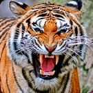 Скачать Тигры Обои (Обновленная) на Андроид