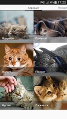 Скачать Звуки котов - поиграй с котами (Открытая) на Андроид